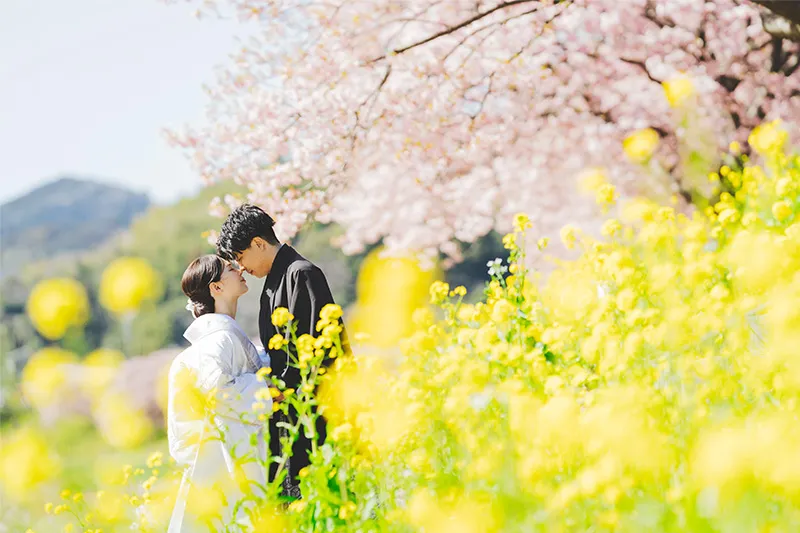 Izu Kawazu Sakura photo wedding 1