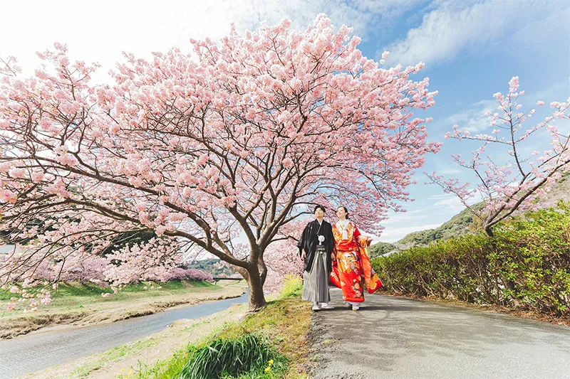 Izu Kawazu Sakura photo wedding 6