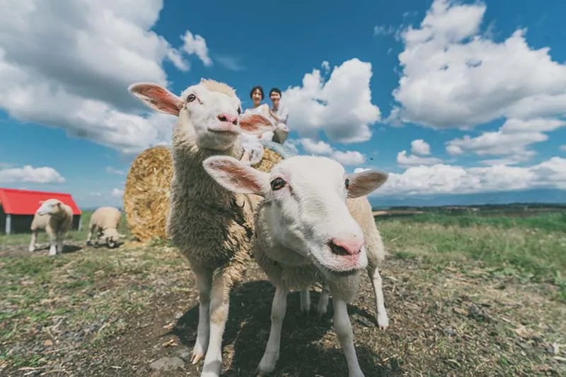 Farms Chiyoda photo wedding 2