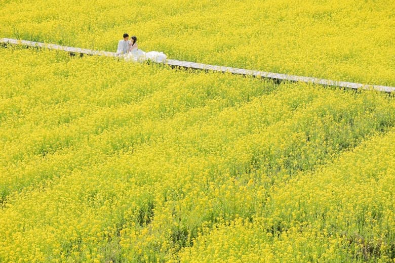 Izu Kawazu Sakura photo wedding 5