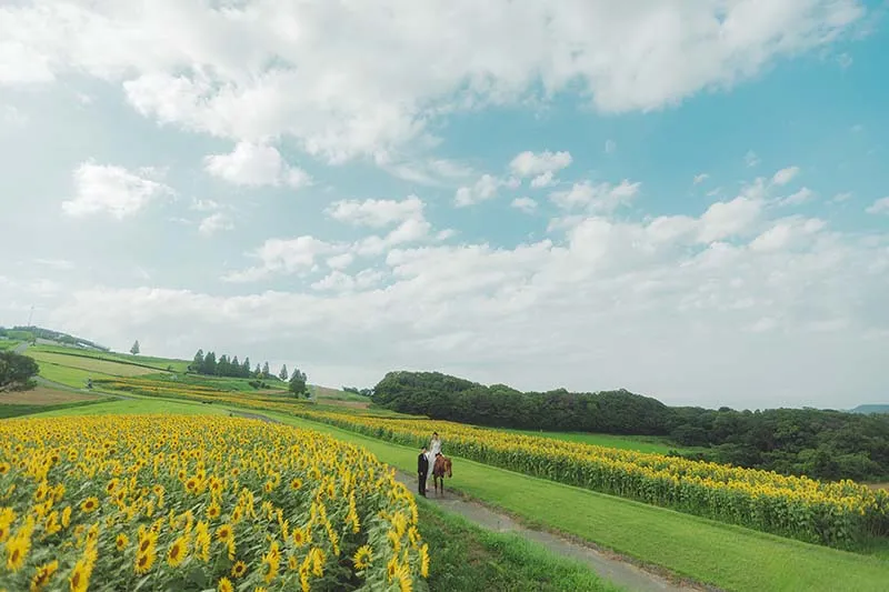 Hanasajiki Flower Field photo wedding 2