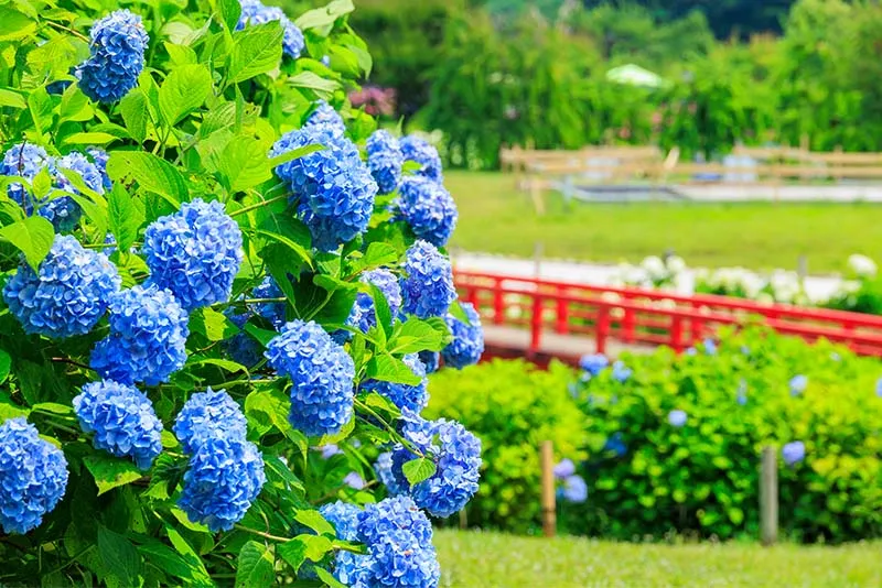 Kazahaya-no-Sato Garden photo wedding 1