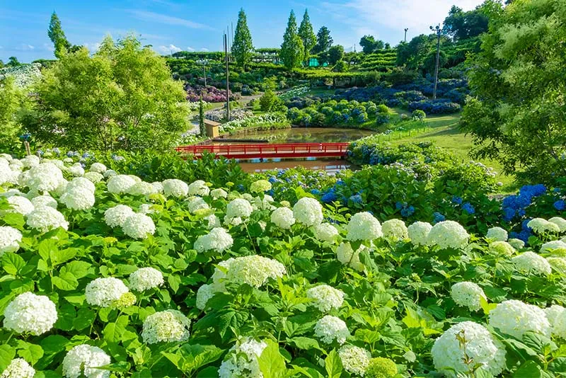 Kazahaya-no-Sato Garden photo wedding 2