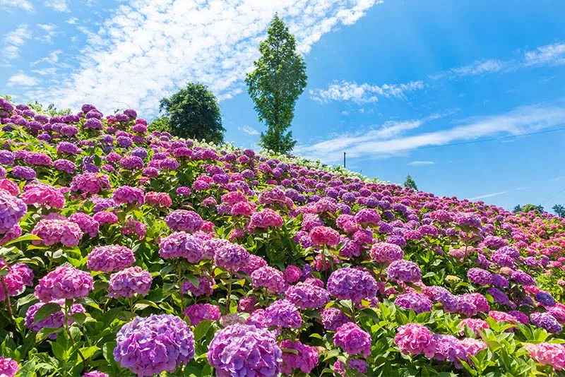 Kazahaya-no-Sato Garden photo wedding 3