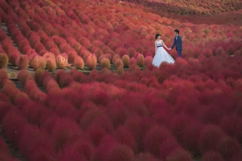 Kochia field photo wedding 1