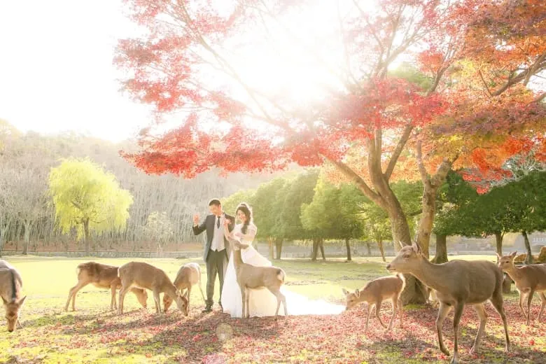 Nara Park photo wedding 1