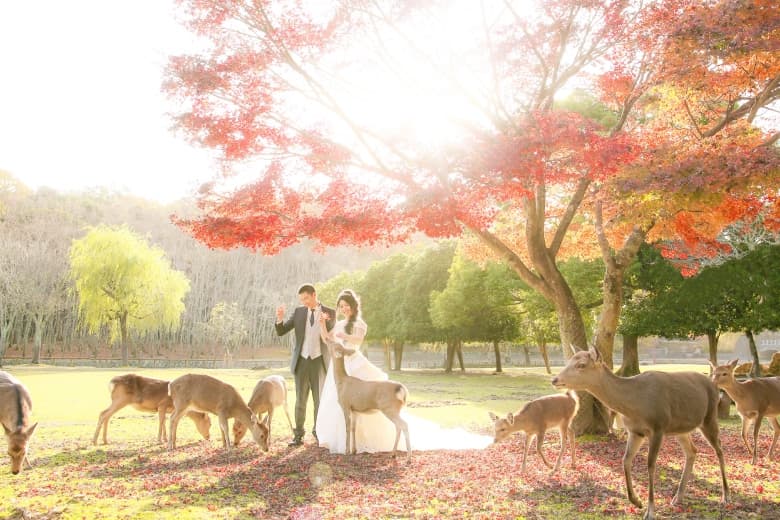 Nara Park photo wedding 1